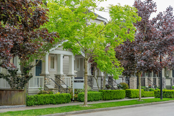 Obraz premium Neighbourhood of luxury houses in spring blossom with street road, big trees and nice landscape in Vancouver, Canada. Blue sky. Day time on April 2025.