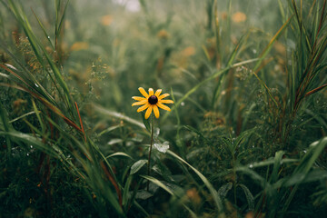a yellow flower in the middle of a field
