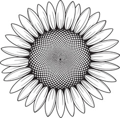 Black and white sunflower detailed illustration botanical art