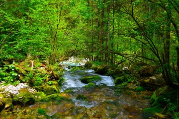 Stream flowing from a water spring in a forest in Kamniška Bistrica in Gorenjska, Slovenia