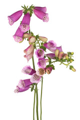 foxglove flower isolated