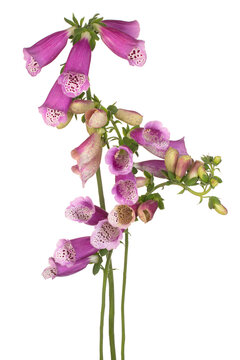 foxglove flower isolated