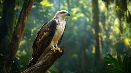 A rare eagle perched on a high tree branch, its sharp gaze surveying the forest, background wallpaper AI generated image