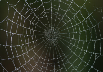 Obraz premium Water droplets glisten on spider web.