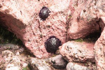 Alien-like marine life with striking purple hues and distinctive hexagonal patterns called...