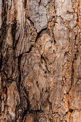 Close-Up of Pine Bark macro photography