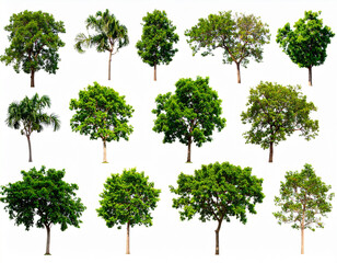 set tree tropical isolated on white background