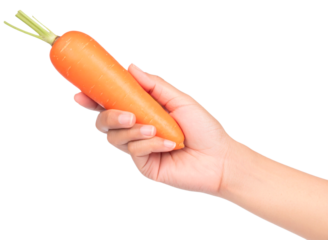 hand holding carrot isolated on white background
