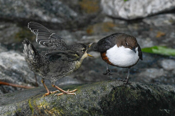 dipper with pullet on the river in spring