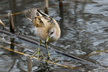 crake bird living in swamps in the foreground in spring