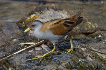 crake bird living in swamps in the foreground in spring