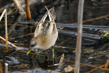 crake bird living in swamps in the foreground in spring