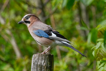 jay in the foreground in spring