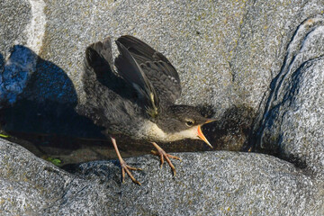 dipper with pullet on the river in spring