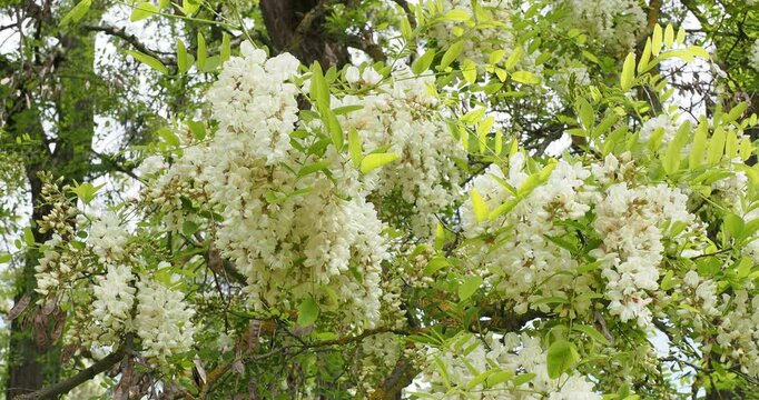 (Robinia pseudoacacia) Spring flowering of a Black locust tree adorned of loose drooping clumps creamy-white flowers papilionaceous-shaped
