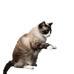 Obraz premium Chubby Siamese cat sitting and lifting its front paw
