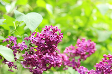 Beautiful varietal lilac flowers with selective focus. Floral background. Nature in spring. Close-up of lilac bush blossom