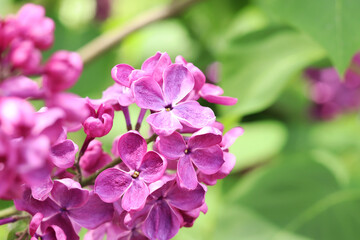 Obraz premium Beautiful varietal lilac flowers with selective focus. Floral background. Nature in spring. Close-up of lilac bush blossom
