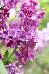 Beautiful varietal lilac flowers with selective focus. Floral background. Nature in spring. Close-up of lilac bush blossom