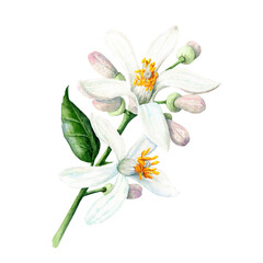 Fototapeta premium Lemon flowers Hand drawn illustration