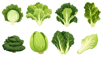 Professional Lettuce Vector Set Collection Graphic Clipart Design for Marketing Materials