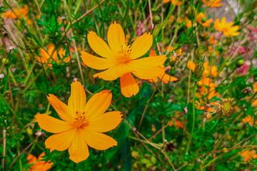 Beautiful yellow flowers in the garden.