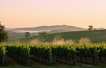 Naklejka premium Peach-lavender dawn vineyard rows.