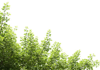 Green leaves on transparent background perfect for design projects nature foliage spring summer botanical illustration plant element greenery