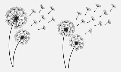 black and white dandelion vector with fluffy seed heads and flying seeds in motion
