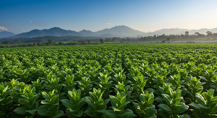 Tobacco Field with Mountains