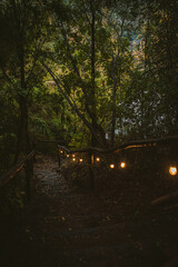 lights in the forest, south of Chile