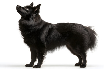 Obraz premium Fluffy black dog stands gracefully, looking upwards with curiosity in a bright, neutral environment