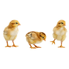 Three baby chicks isolated on black background adorable chickens farm animals poultry birds easter spring time on transparent background