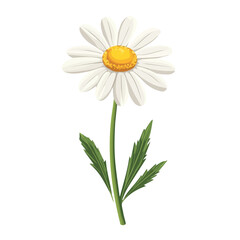 Chamomile Flower, flat 2D isometric cartoon vector image isolated on white background.