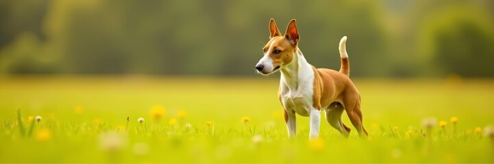Close-up of miniature bull terrier standing in a field, miniature, countryside, bull terrier