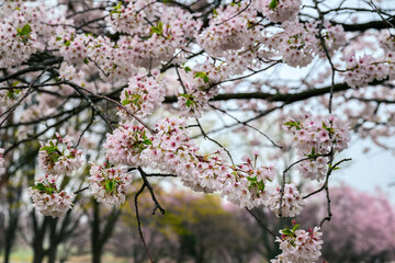pink cherry blossom