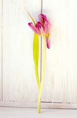 Withered tulipon white wooden background. Symbol of fading beauty, emotional decay and passage of time. Conceptual image.