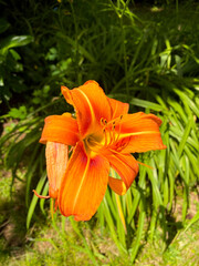 Orange Lily in Full Sunlight with Greenery Background