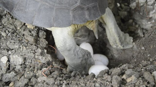 Mother Yellow-headed Temple Turtle Digging the Ground to Lay her Eggs