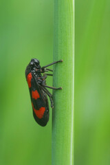 Closeup on the colorful red andb black striped Cicada, Cercopis vulnerata on a green straw of grass