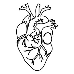 Human realistic heart shape