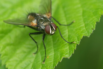 Closeup on the Red-sided Parasite Tachinid fly, Eriothrix rufomaculatus on a green leaf