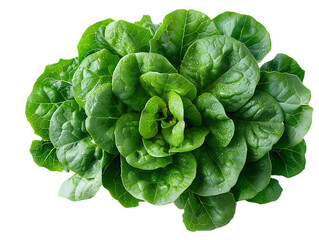 Organic lettuce head with vibrant leaves high resolution picture