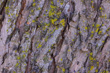 Tree Bark with Moss Closeup
