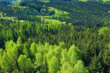 aerial view of the forest in summer. landscape with green trees