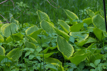 Garden Hosta Plant Lush Foliage and Natural Elegance
