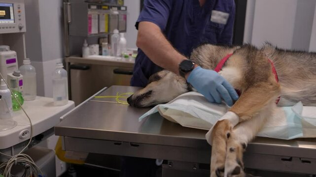 Professional veterinarian performing precise dog intubation during medical procedure, ensuring patient safety in sterile hospital environment with specialized equipment