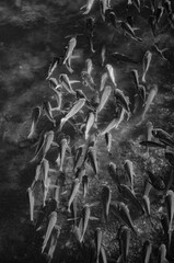 Black and White Portrait of a Hawaiian Tilapia Fish School Swimming in Waikiki Lagoon.