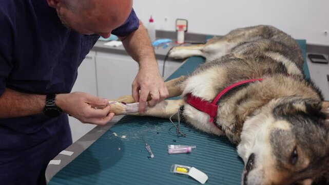 Veterinarian carefully inserts an intravenous catheter into a dog's front leg, preparing for medical treatment
