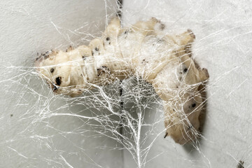 The Silkworm That Weaves Silk Webs